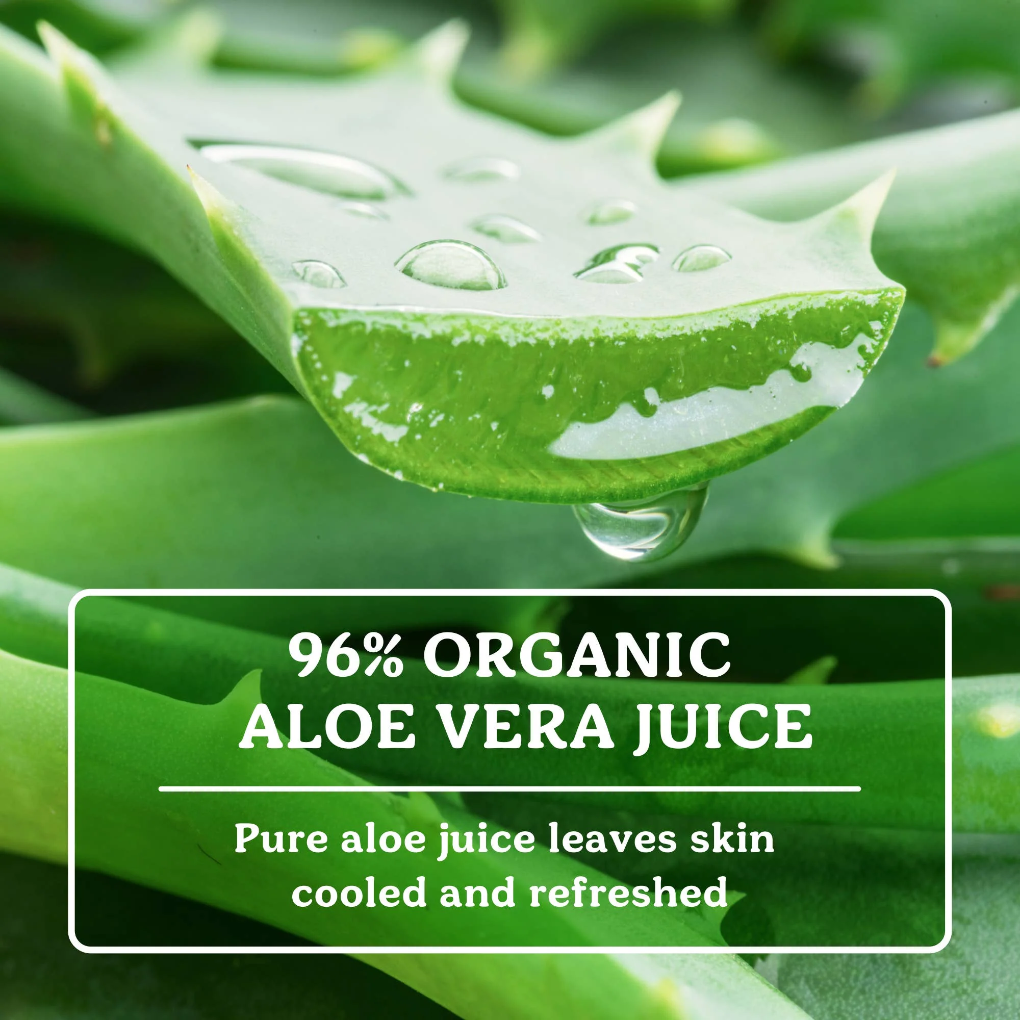 Badger Aloe Vera Gel for Face & Body, Sunburn Relief - Image 4