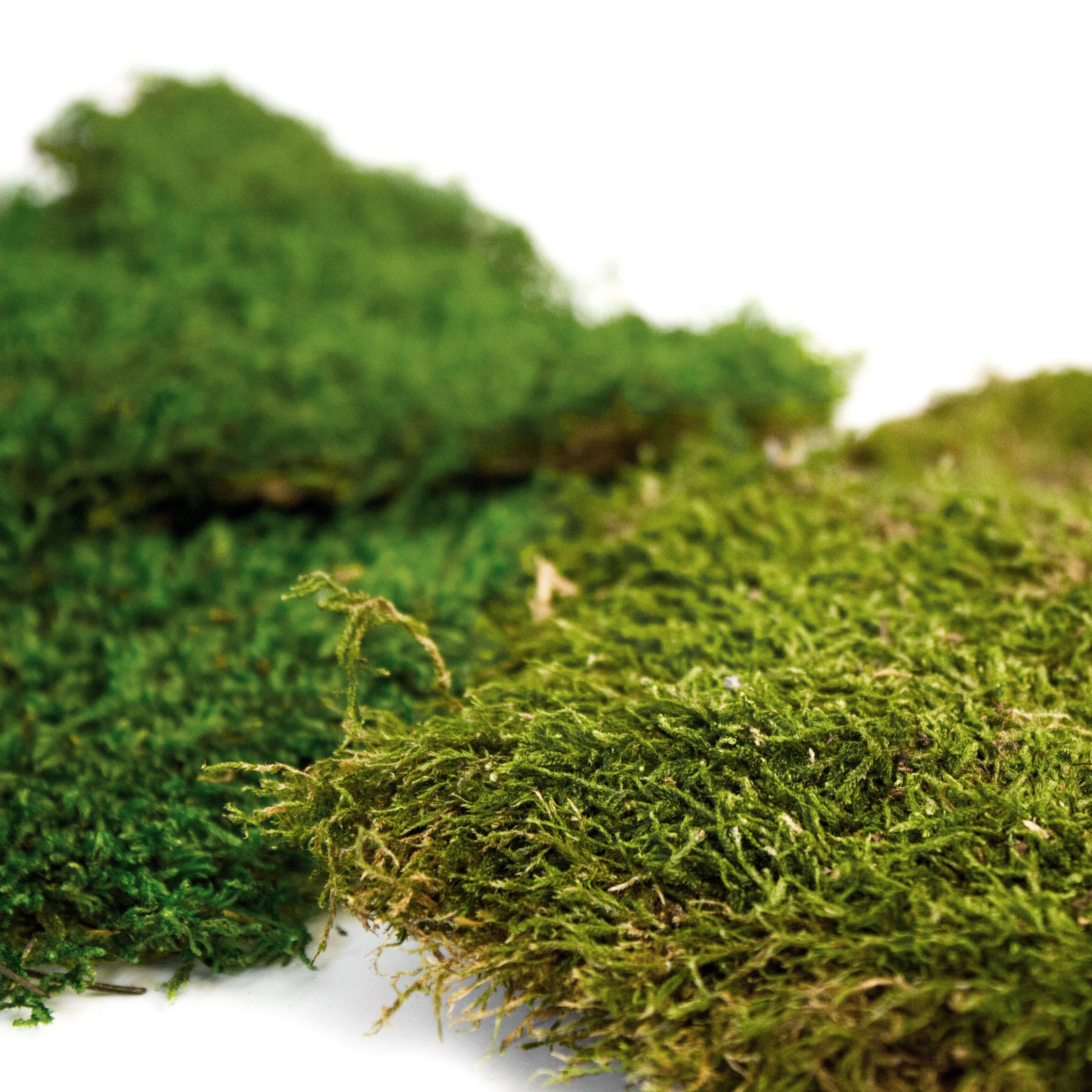 Bagged Sheet Moss - Image 2