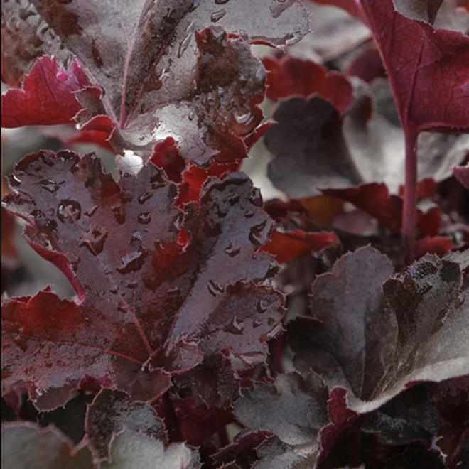 'Balboa Sunset®' Coral Bells | Heuchera Monrovia - Image 2