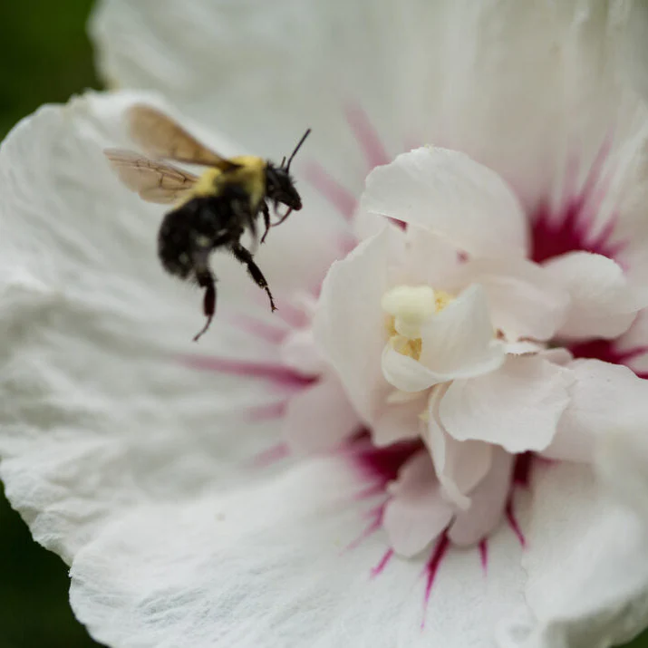 'Bali' Rose of Sharon | Hibiscus syriacus - Image 2