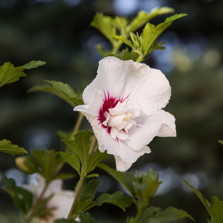 'Bali' Rose of Sharon | Hibiscus syriacus - Image 3