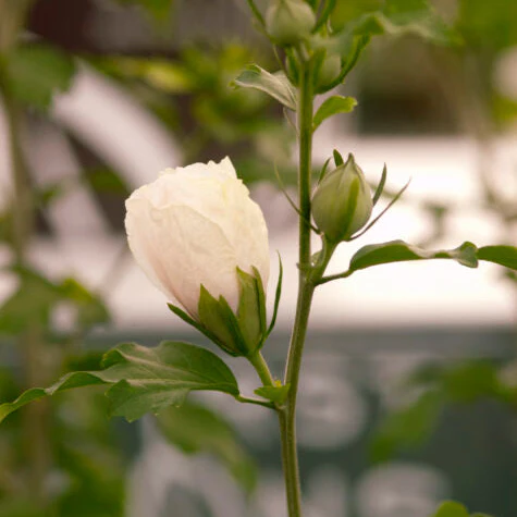 'Bali' Rose of Sharon | Hibiscus syriacus - Image 4
