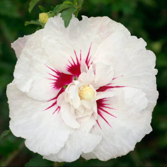 'Bali' Rose of Sharon | Hibiscus syriacus - Image 5