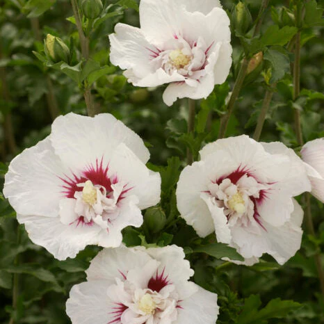 'Bali' Rose of Sharon | Hibiscus syriacus - Image 6