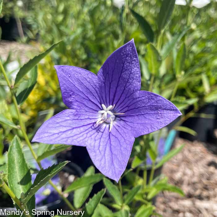 Sentimental Blue Balloon Flower | Platycodon grandiflorus - Image 2