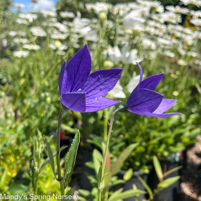 Sentimental Blue Balloon Flower | Platycodon grandiflorus - Image 3