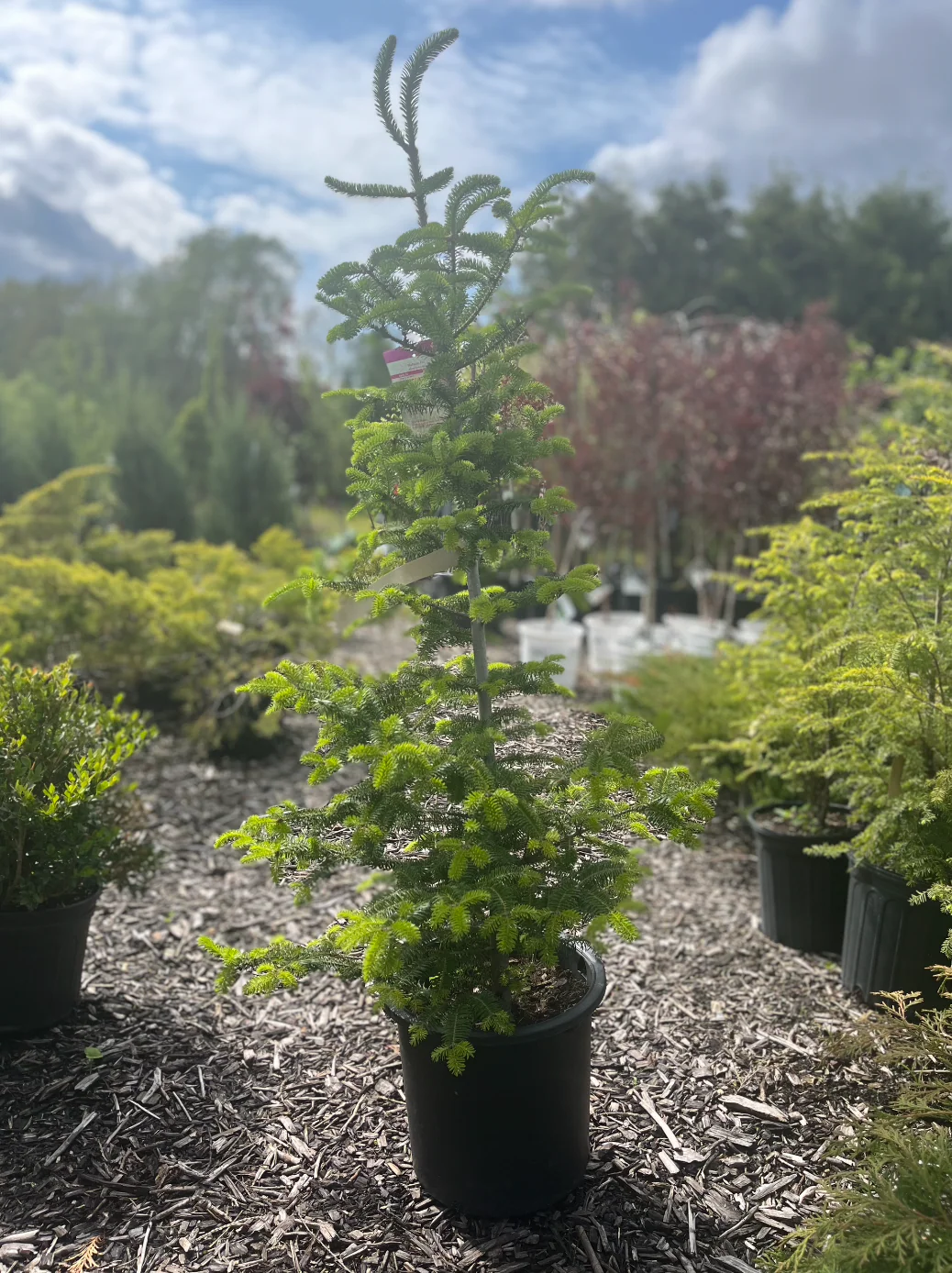 Balsam Fir | Abies balsamea - Image 3