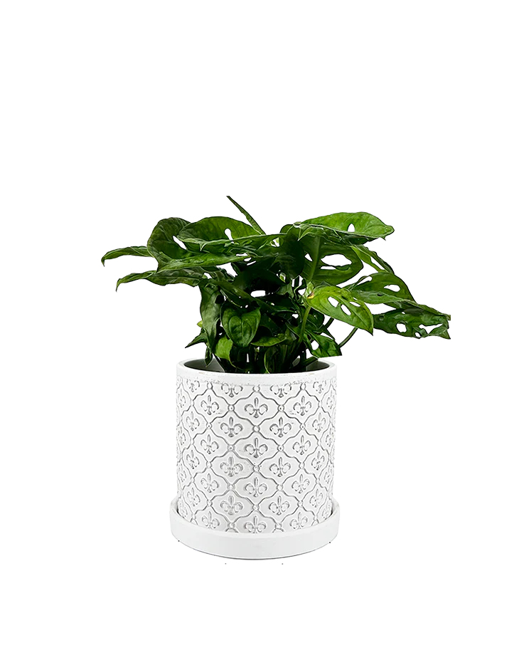 Balter Succulent Containers Cactus Pot And Saucer