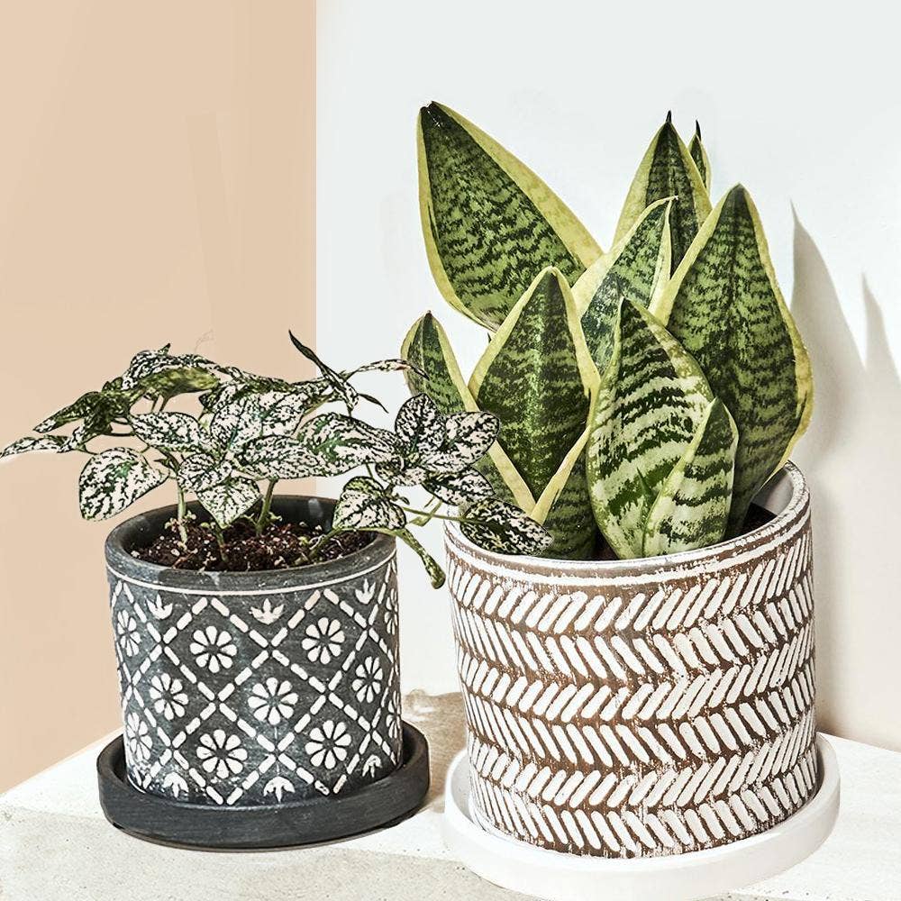 Balter Succulent Containers Cactus Pot And Saucer - Image 6