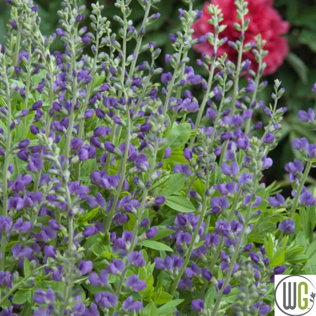 False Indigo | Baptisia australis - Image 2
