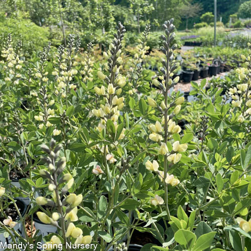 Pink Lemonade False Indigo | Baptisia - Image 2