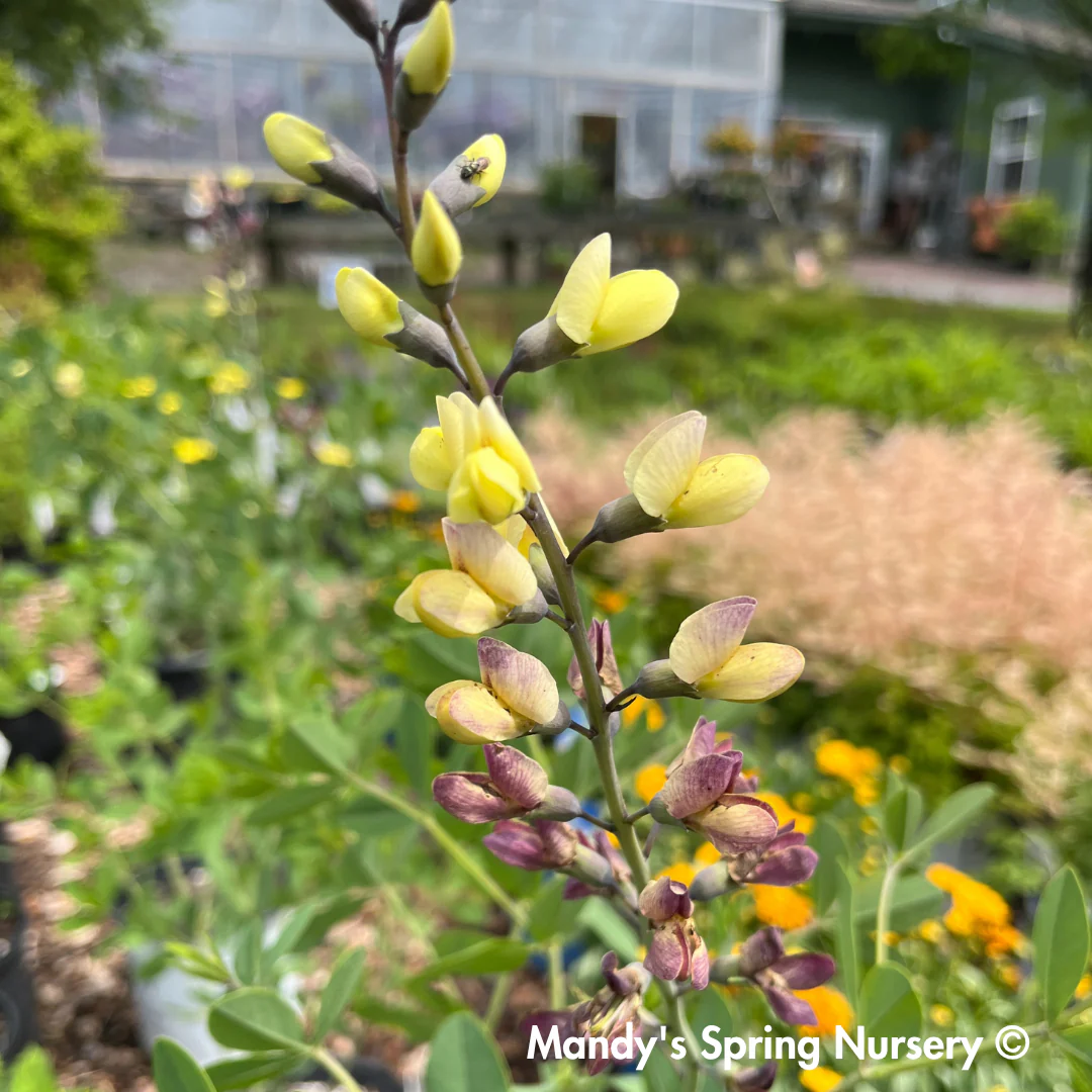 Pink Lemonade False Indigo | Baptisia - Image 3