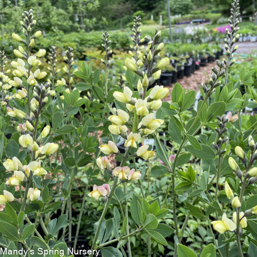 Pink Lemonade False Indigo | Baptisia - Image 4