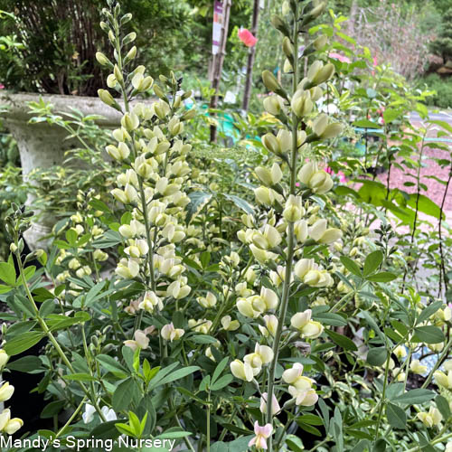 Pink Lemonade False Indigo | Baptisia - Image 5