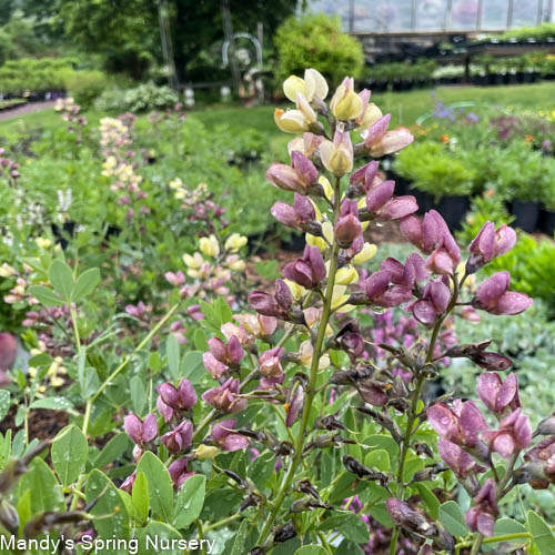 Pink Lemonade False Indigo | Baptisia - Image 6