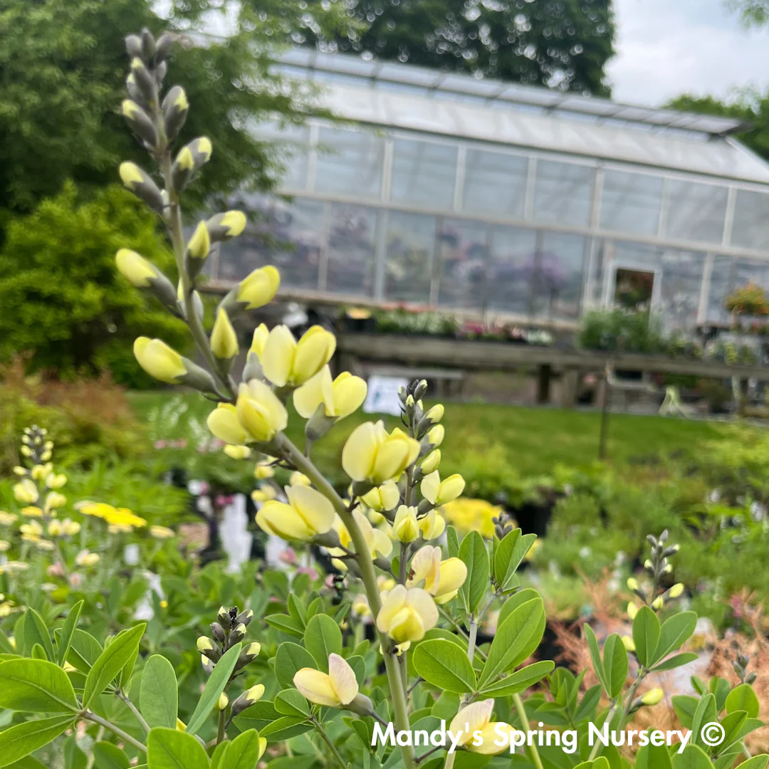 Pink Lemonade False Indigo | Baptisia - Image 7