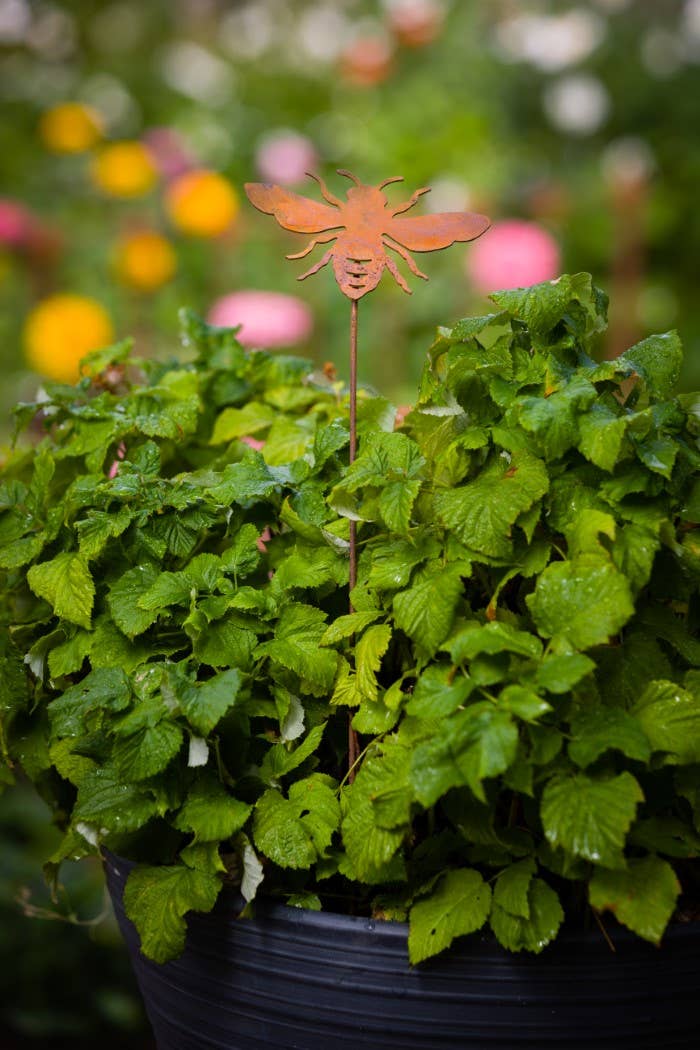 Bee Pick - Image 9