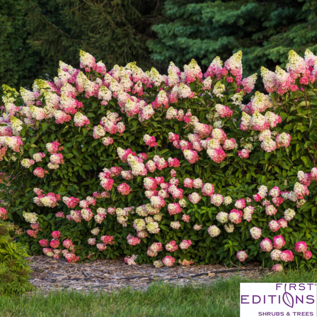 Berry White® Panicle Hydrangea | Hydrangea paniculata - Image 10