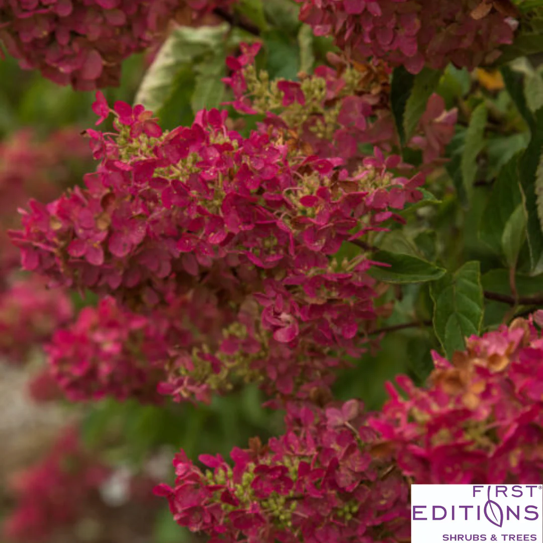 Berry White® Panicle Hydrangea | Hydrangea paniculata - Image 11