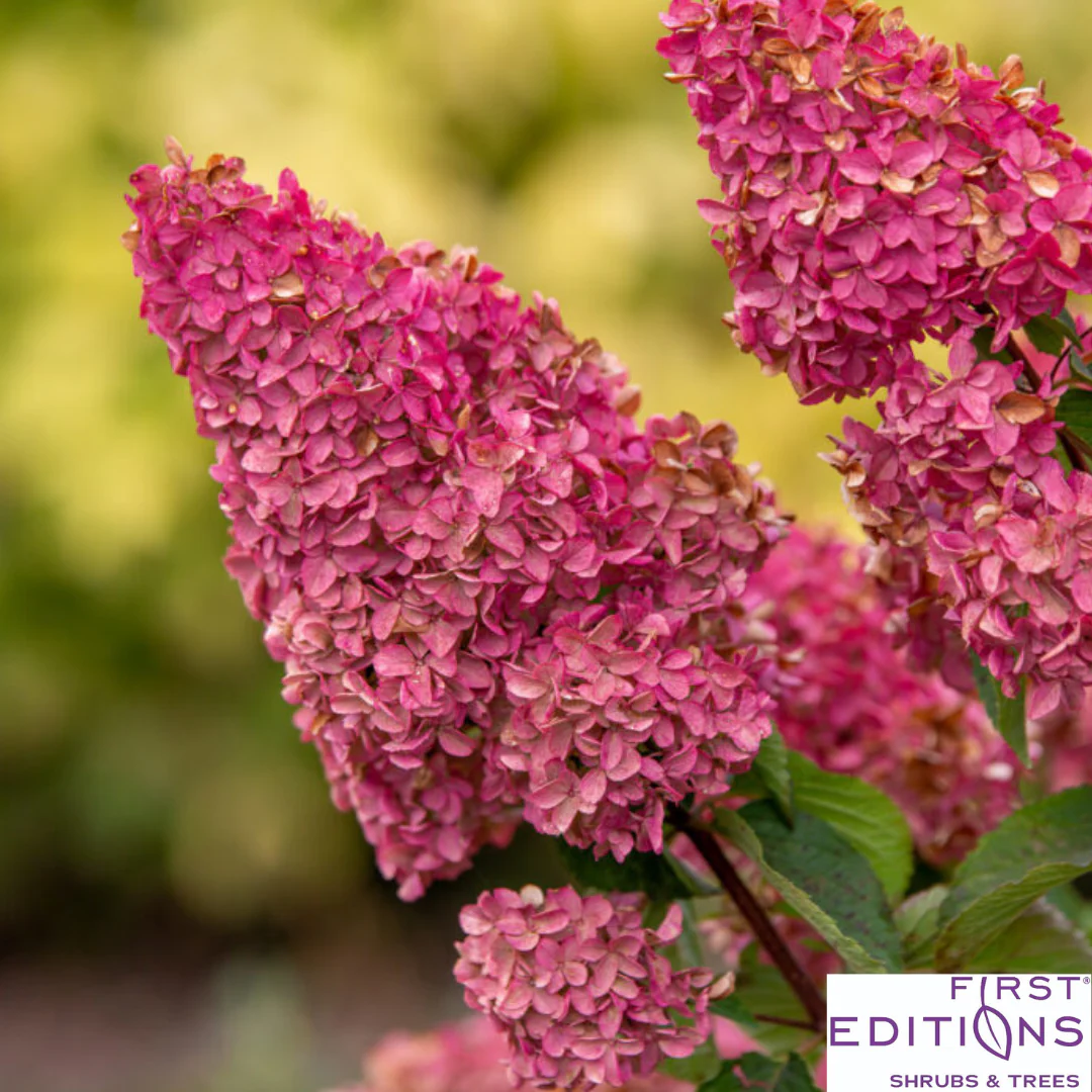 Berry White® Panicle Hydrangea | Hydrangea paniculata - Image 12