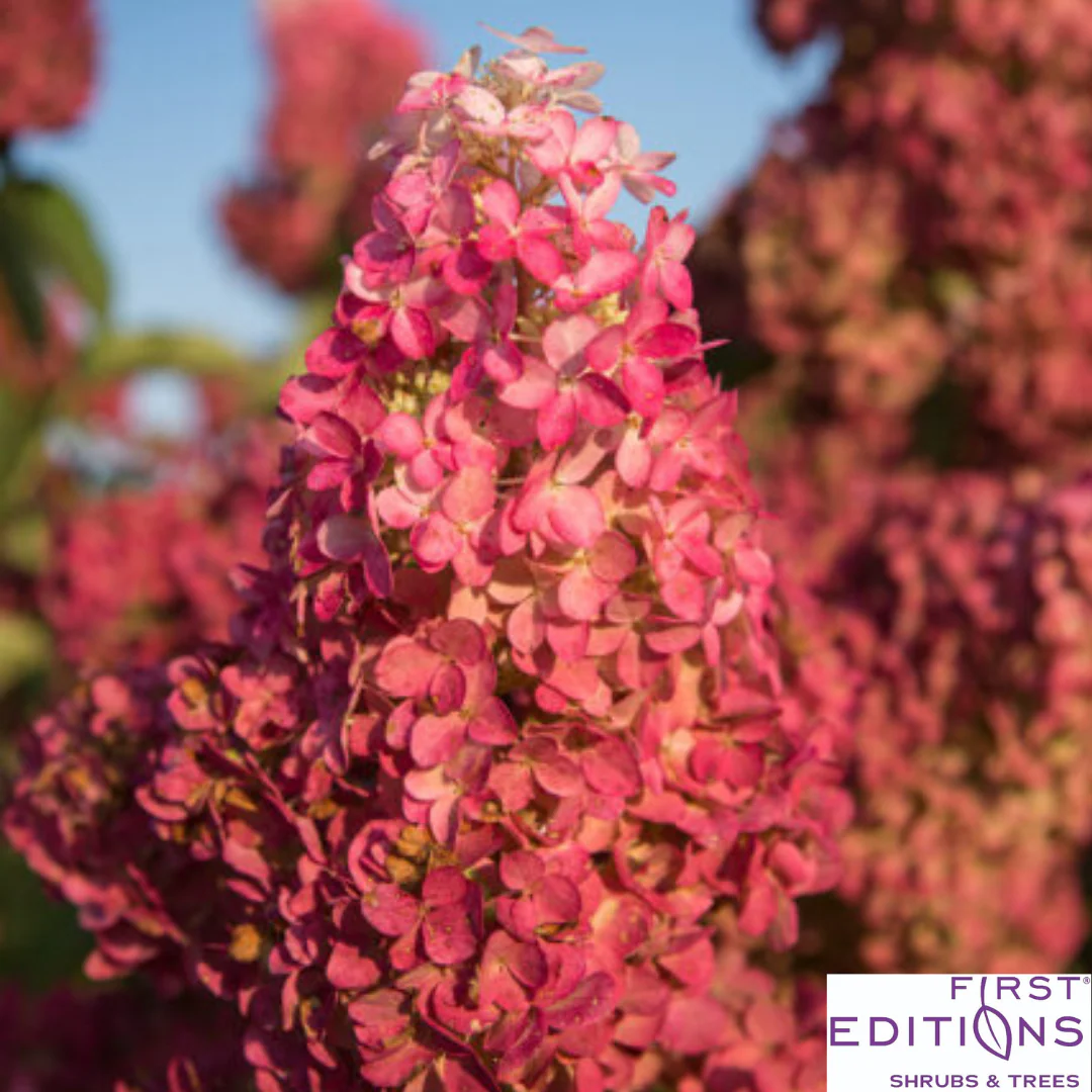 Berry White® Panicle Hydrangea | Hydrangea paniculata - Image 13