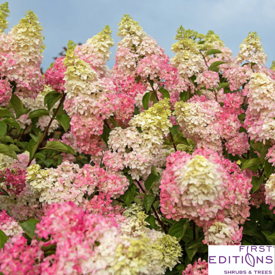 Berry White® Panicle Hydrangea | Hydrangea paniculata - Image 14