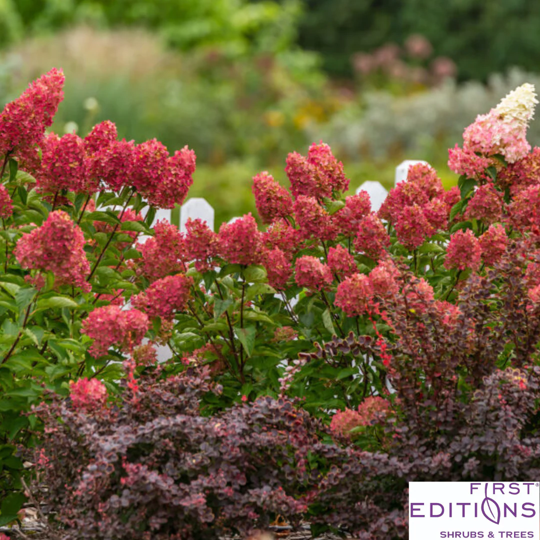 Berry White® Panicle Hydrangea | Hydrangea paniculata - Image 15
