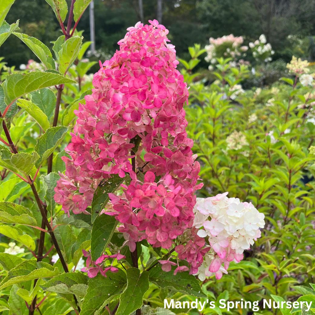 Berry White® Panicle Hydrangea | Hydrangea paniculata - Image 4