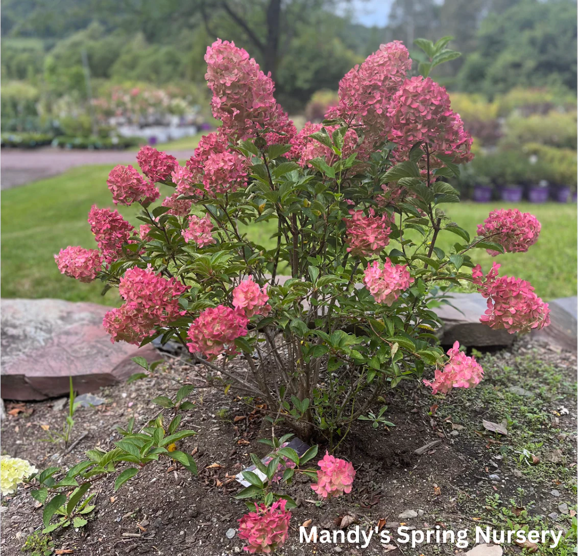 Berry White® Panicle Hydrangea | Hydrangea paniculata - Image 5
