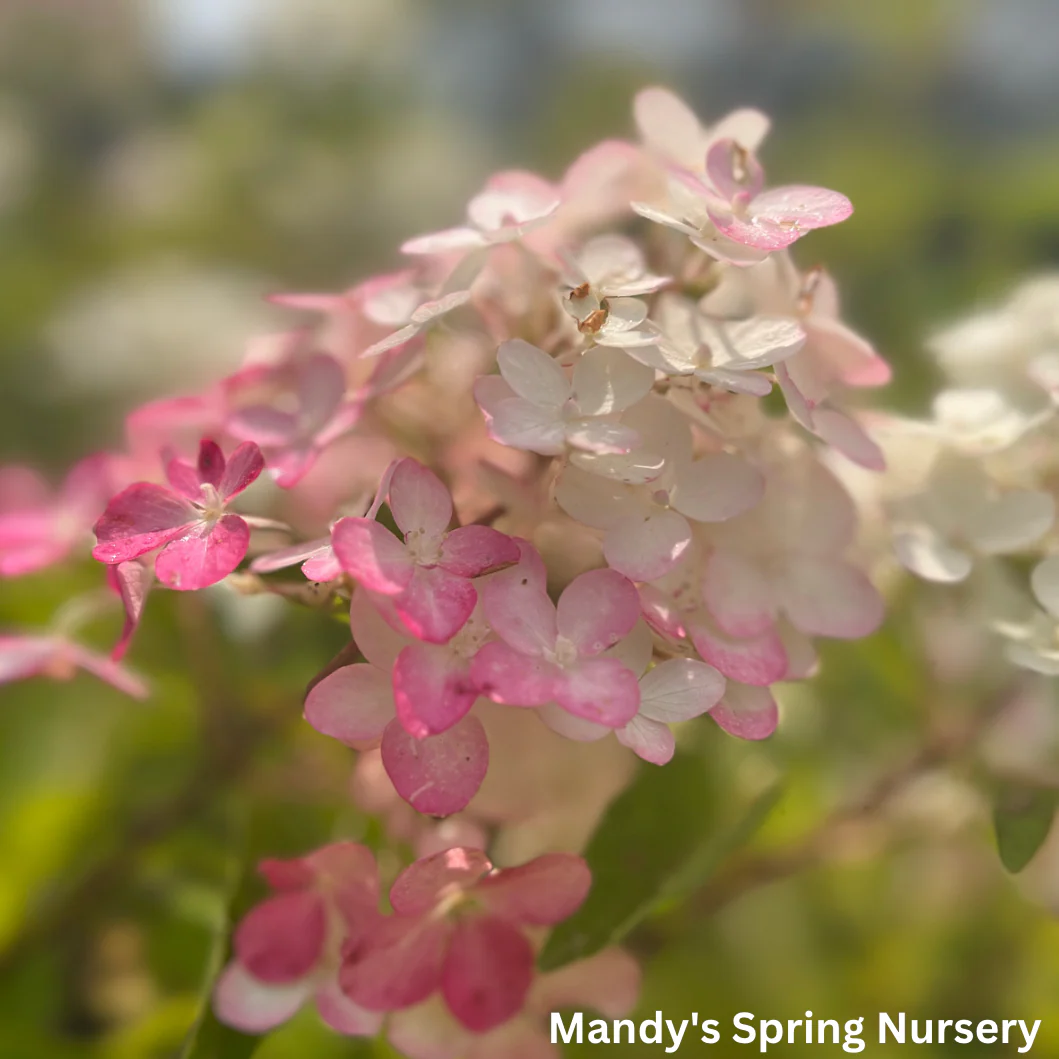 Berry White® Panicle Hydrangea | Hydrangea paniculata - Image 6
