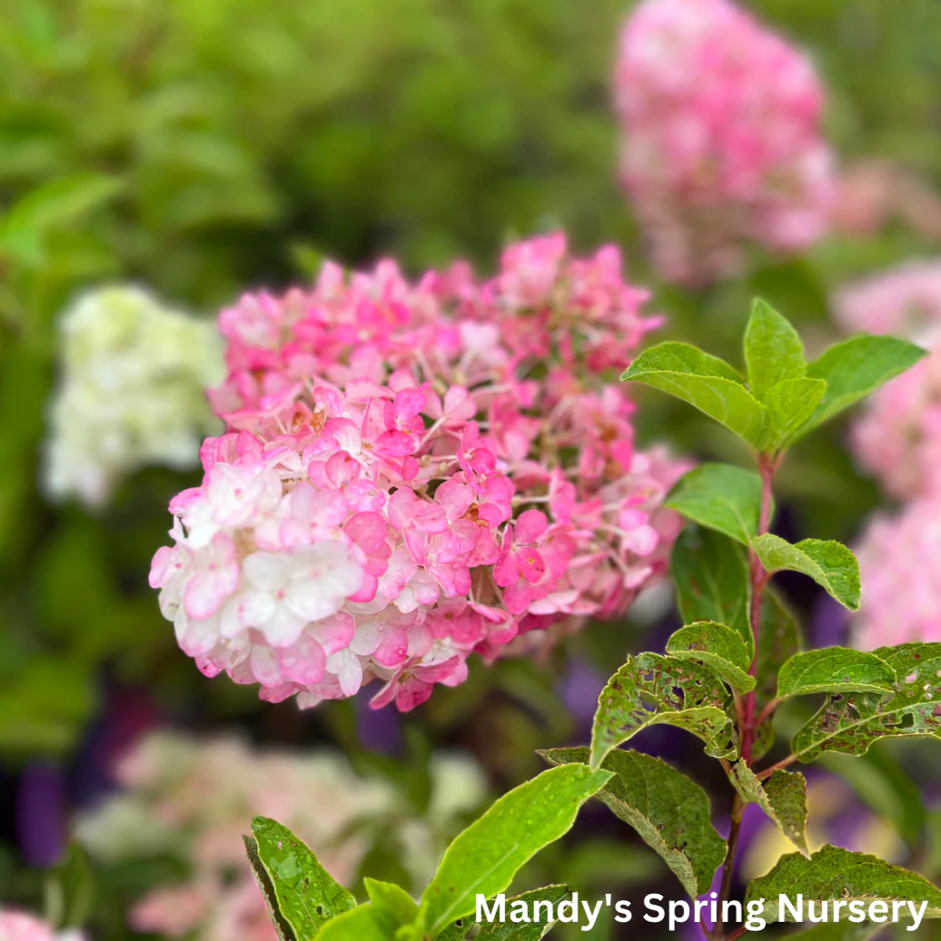 Berry White® Panicle Hydrangea | Hydrangea paniculata - Image 7