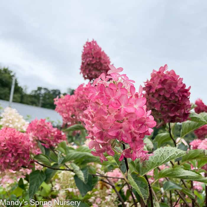 Berry White® Panicle Hydrangea | Hydrangea paniculata - Image 8