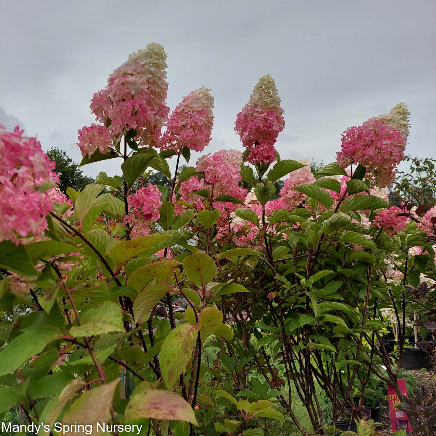 Berry White® Panicle Hydrangea | Hydrangea paniculata - Image 9