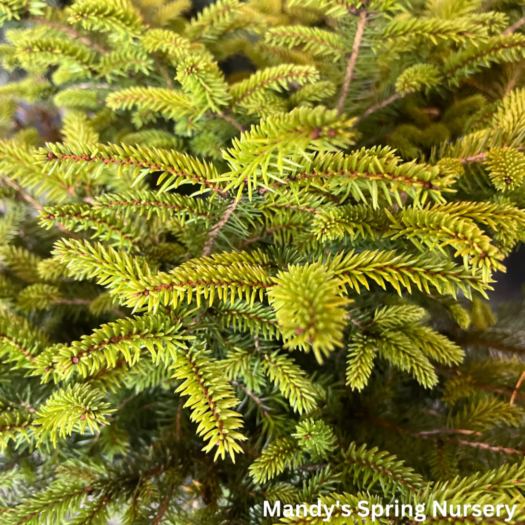 Bird's Nest Spruce | Picea abies - Image 2