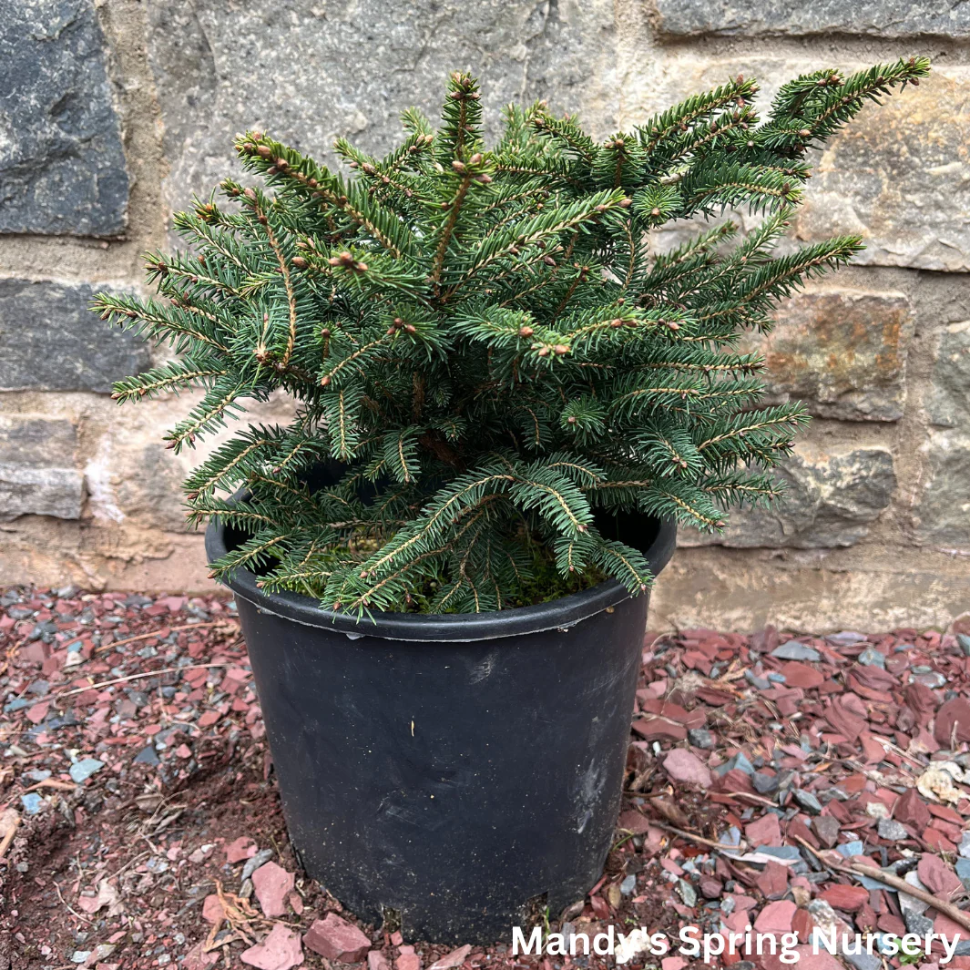 Bird's Nest Spruce | Picea abies - Image 3