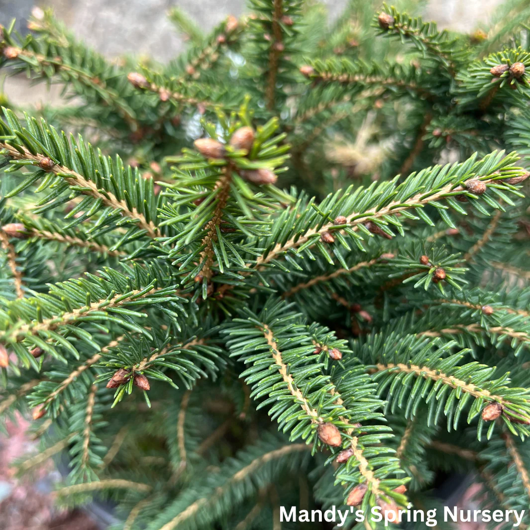 Bird's Nest Spruce | Picea abies - Image 4