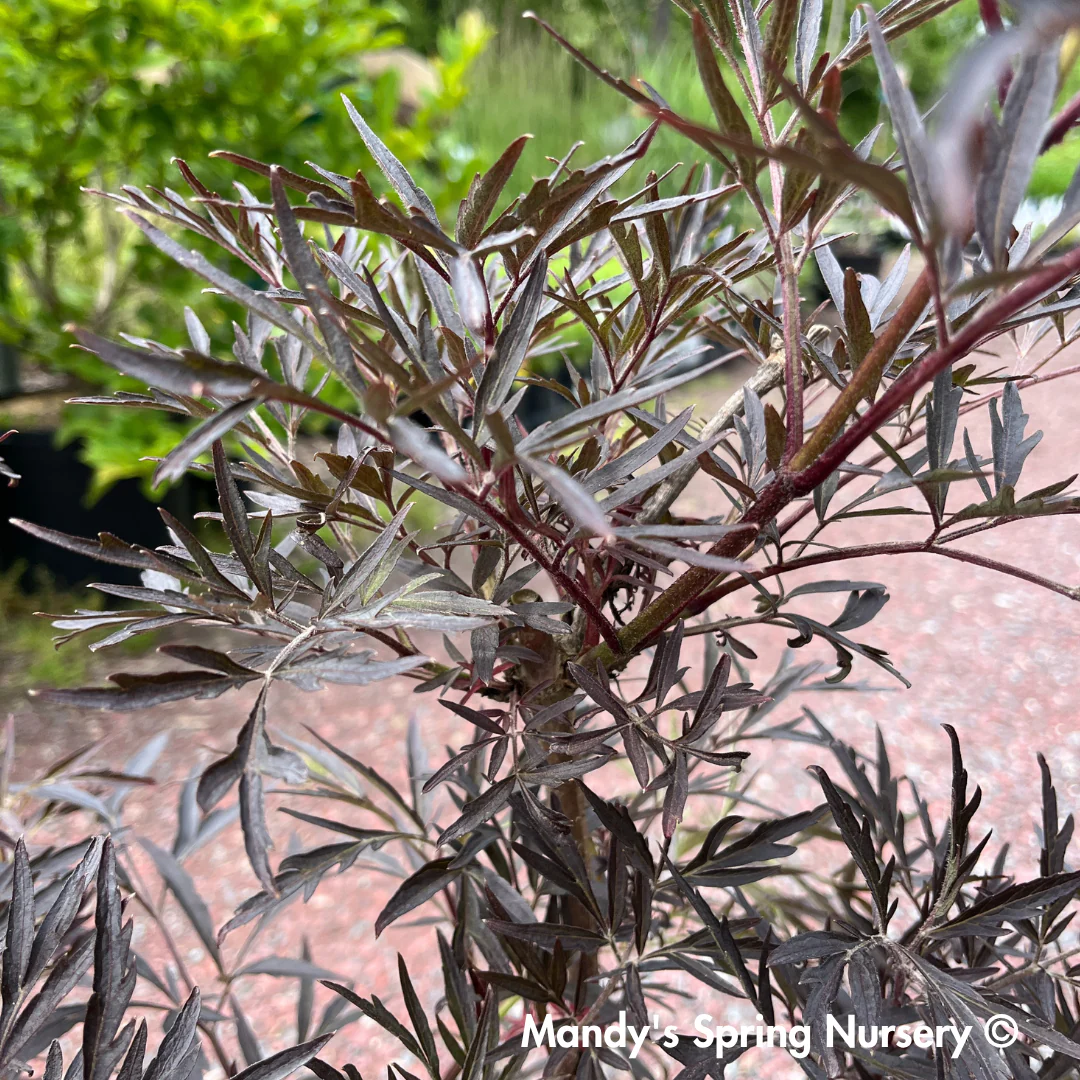 Black Lace Elderberry | Sambucus nigra - Image 10