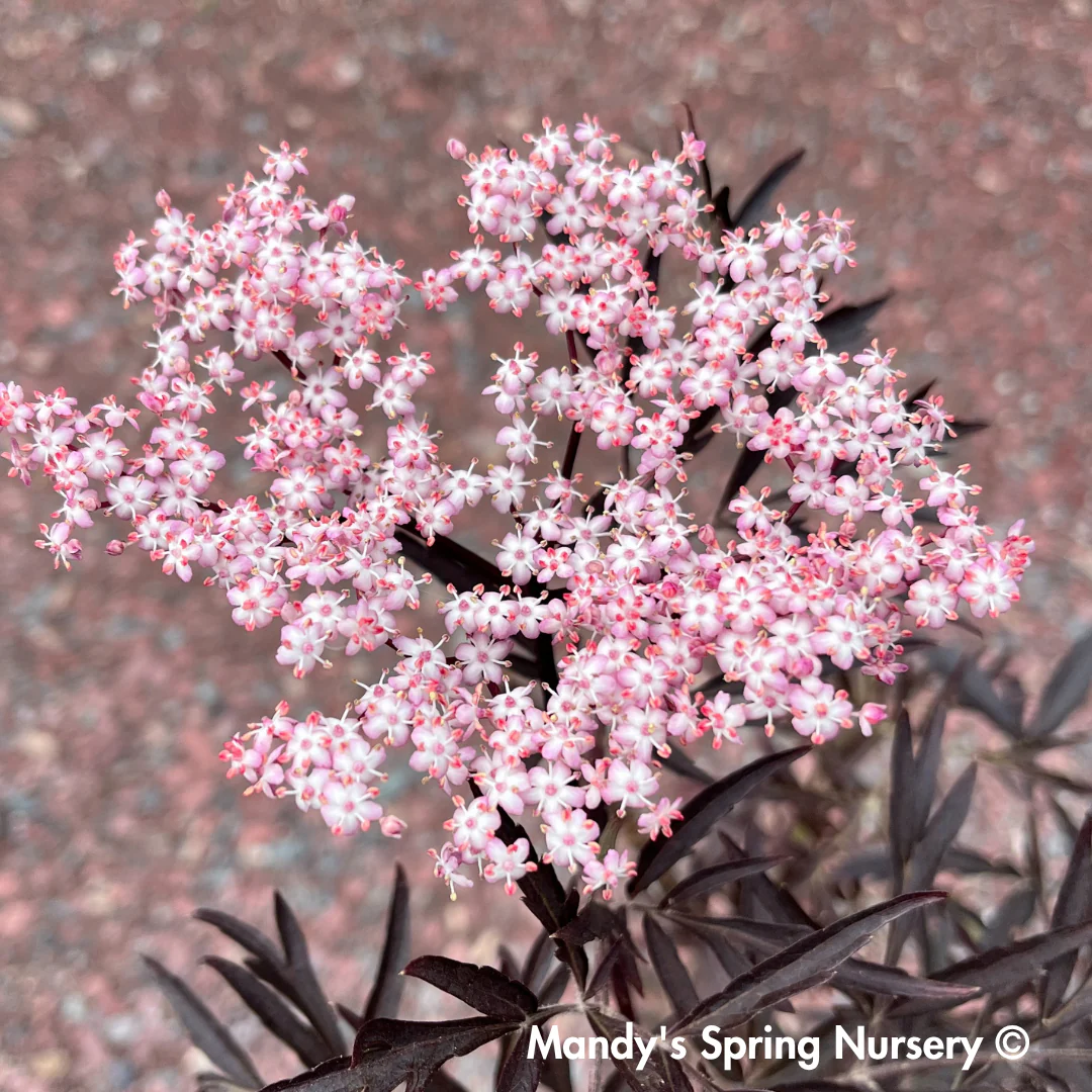 Black Lace Elderberry | Sambucus nigra - Image 11