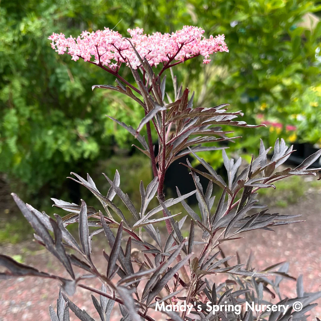 Black Lace Elderberry | Sambucus nigra - Image 12