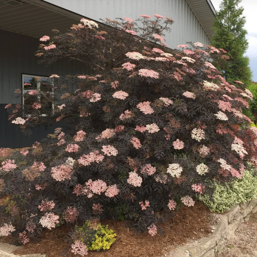 Black Lace Elderberry | Sambucus nigra - Image 2