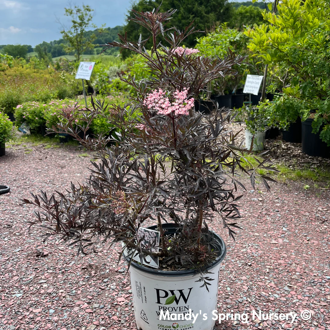 Black Lace Elderberry | Sambucus nigra - Image 3