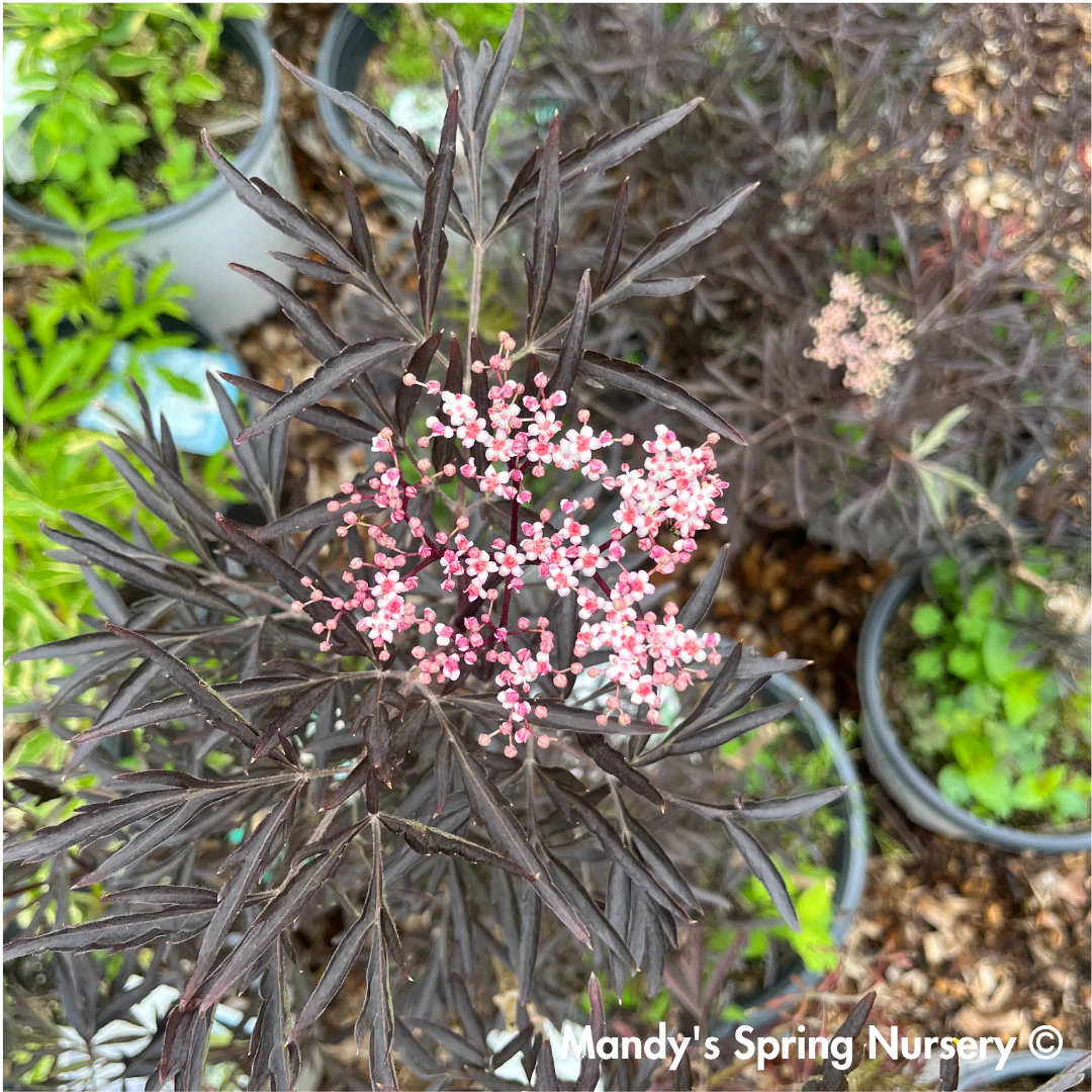 Black Lace Elderberry | Sambucus nigra - Image 4