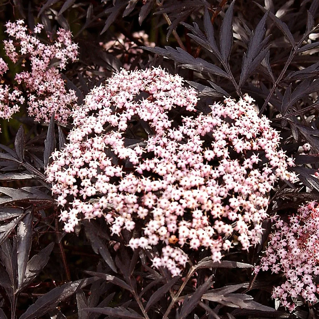 Black Lace Elderberry | Sambucus nigra - Image 5