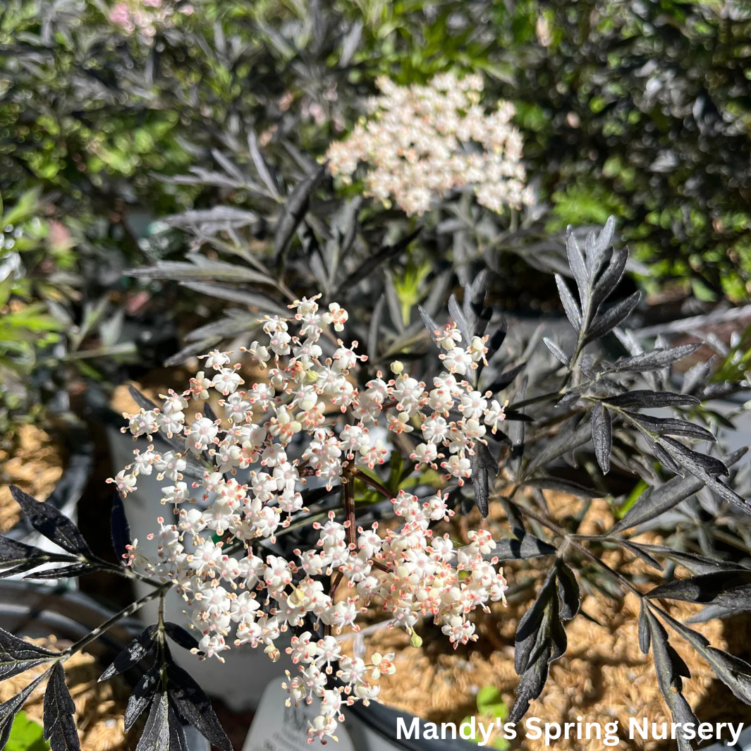 Black Lace Elderberry | Sambucus nigra - Image 6