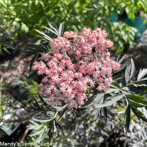 Black Lace Elderberry | Sambucus nigra - Image 7