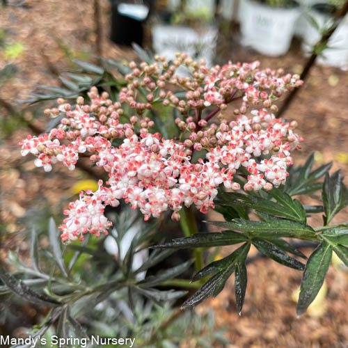 Black Lace Elderberry | Sambucus nigra - Image 8