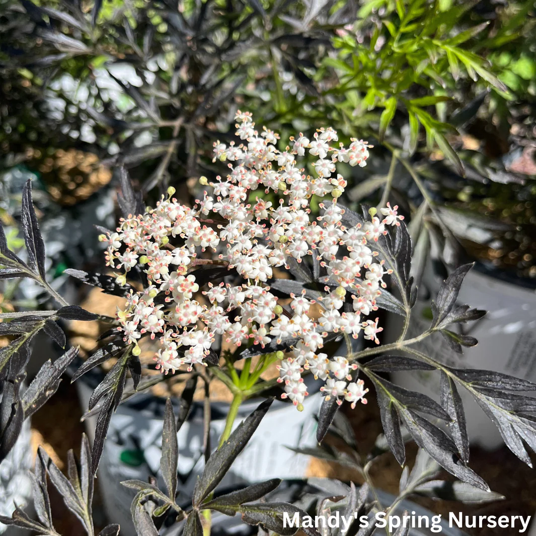 Black Lace Elderberry | Sambucus nigra - Image 9