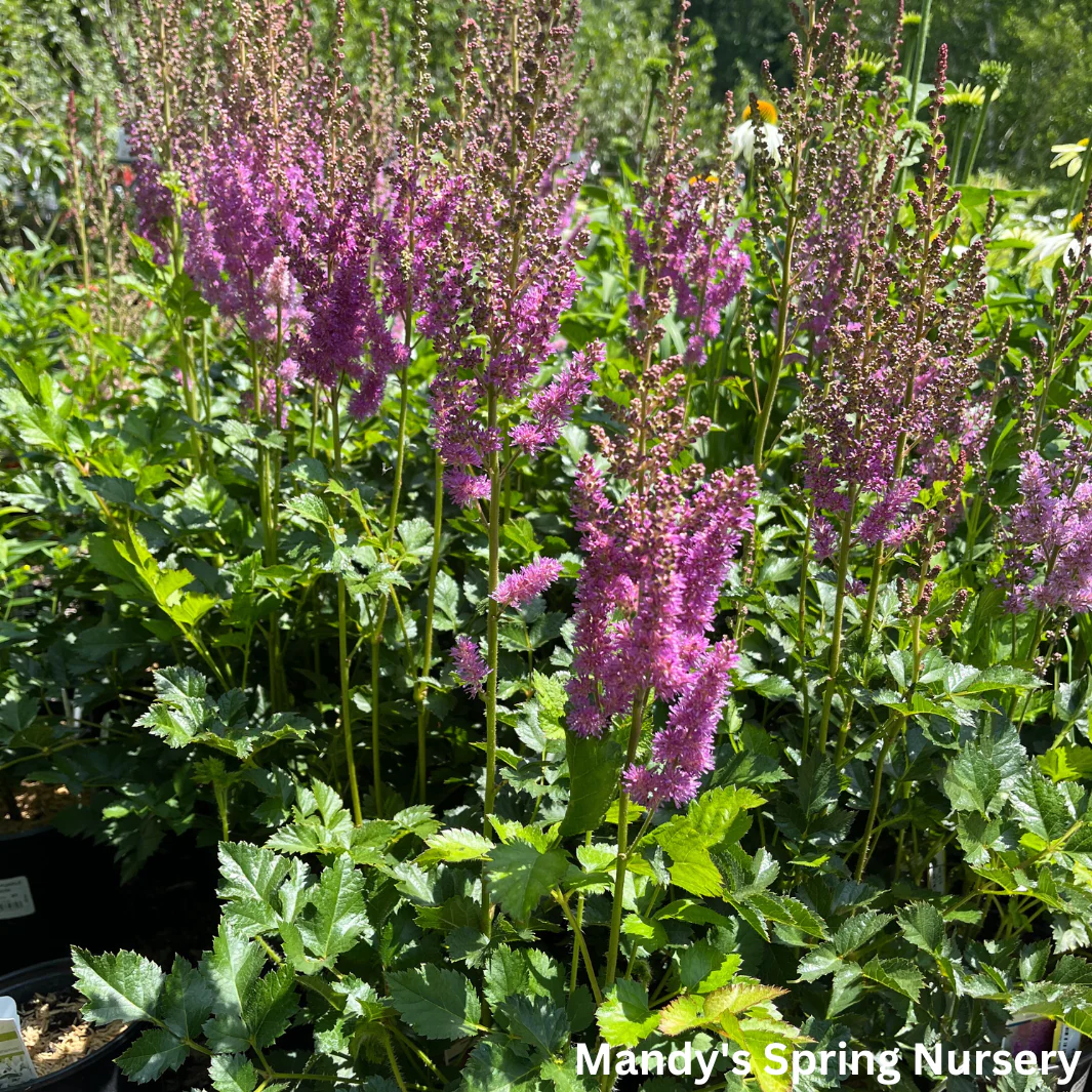 Black Pearls® Astilbe | Astilbe chinensis - Image 2