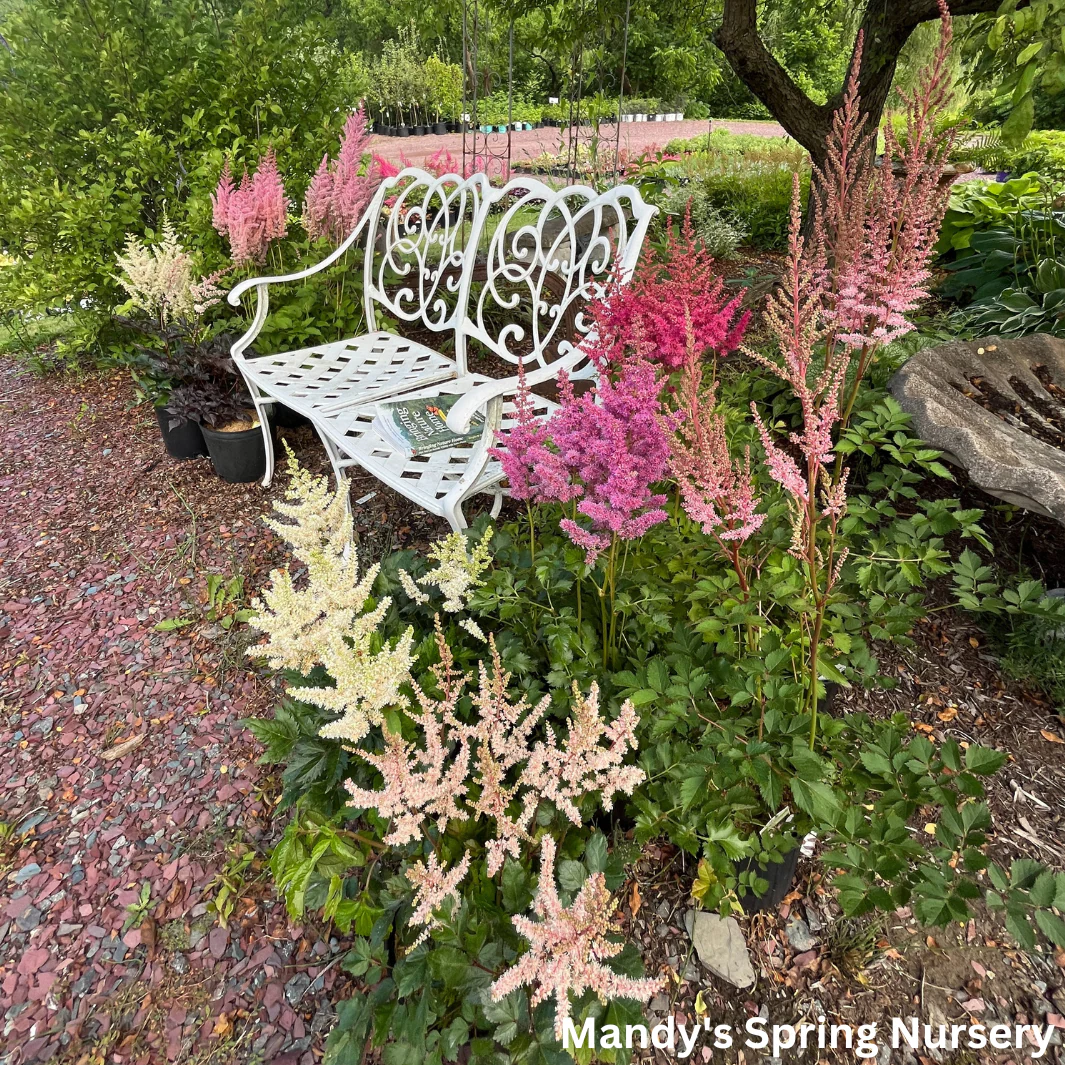 Mighty Pip Astilbe | Astilbe chinensis - Image 3