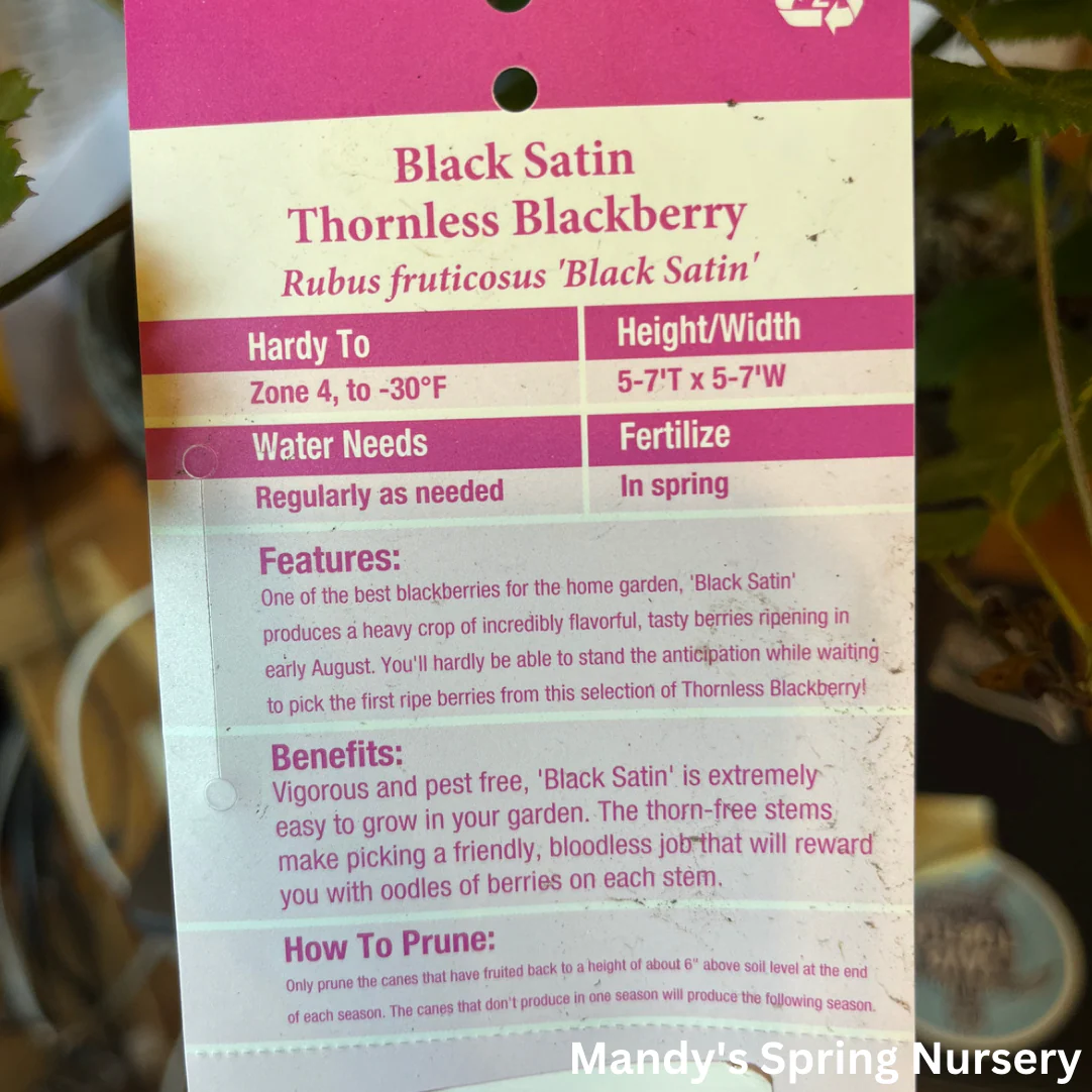 Black Satin Blackberry | Rubus 'Black Satin' - Image 2